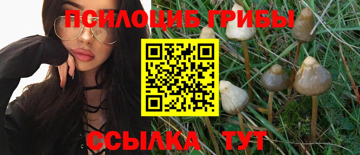 Каспийск  Псилоцибиновые грибы Psilocybe  Вход с VPN 